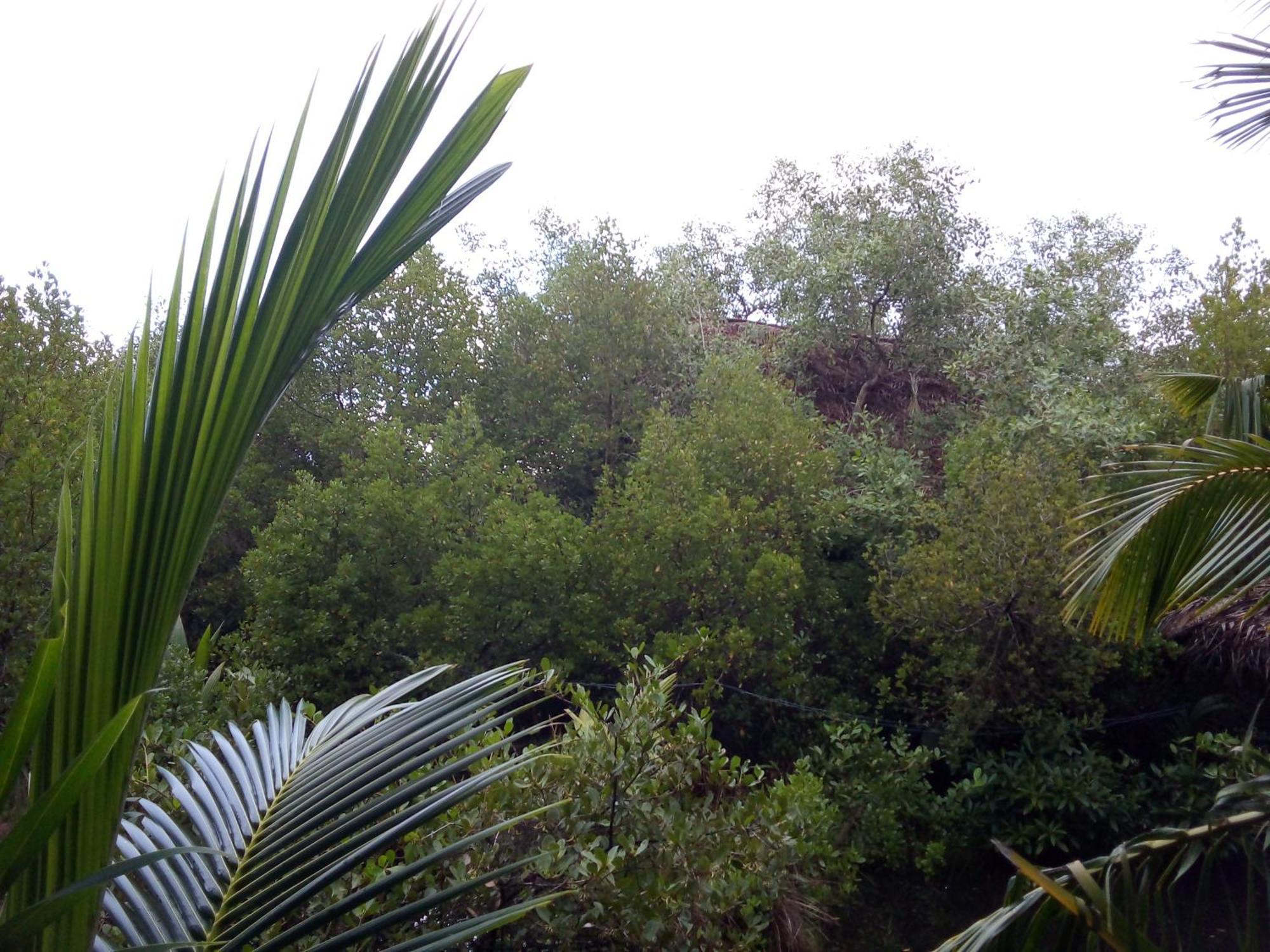 Mermaid Cabana And Tree Houses 坦加拉 外观 照片